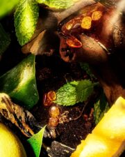 Roja Apex Eau Intense Pour Homme Eau de Parfum 100ml / 3.4 fl oz – Fresh Green Citrus Fragrance - Image 5