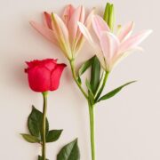1800 Flowers – Magnificent Pink Roses & Asiatic Lily Single Bouquet (Bouquet Only) | Fresh Cut Spring Flowers for Delivery | Gift for Easter, Anniversary, Sympathy, and Special Occasions - Image 4