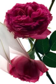 Yves Saint Laurent Mon Paris Intensement Women EDP Spray Floral 3 Ounce - Image 4