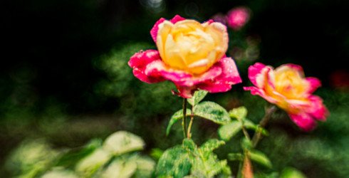 Wednesday scent of the day 9/9 :: Now Smell This